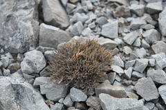 Lignocarpa carnosula