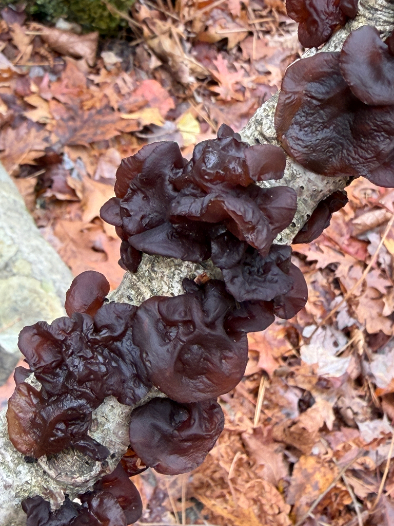 Exidia crenata · October 2025 · photo: © mythical_mold (iNaturalist, cc-by)