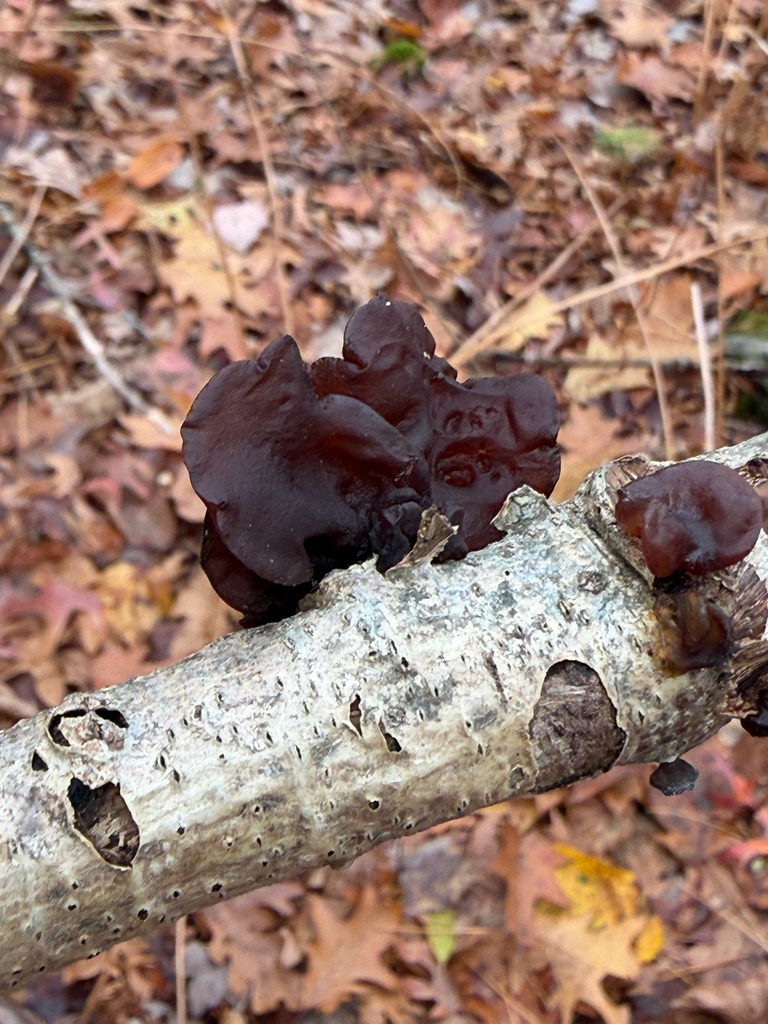 Exidia crenata · October 2025 · photo: © mythical_mold (iNaturalist, cc-by)