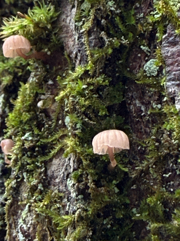 Mycena corticola · October 2025 · photo: © mythical_mold (iNaturalist, cc-by)