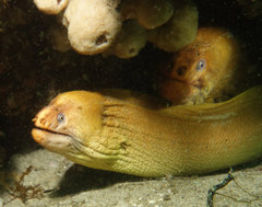 Brown Reef Eel photo 5