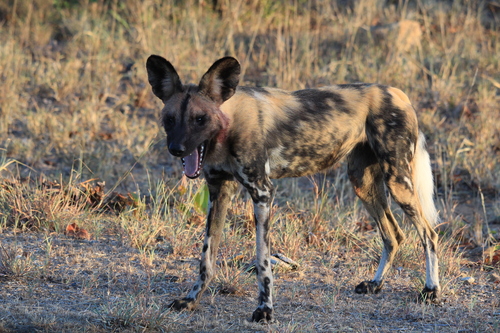 African Wild Dog, photo 6 of 8