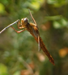 Libellula saturata