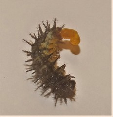 Protapanteles acraeae