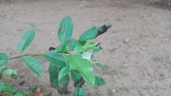 Hemiargus hanno