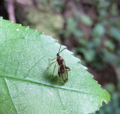 Canthyloscelis antennata