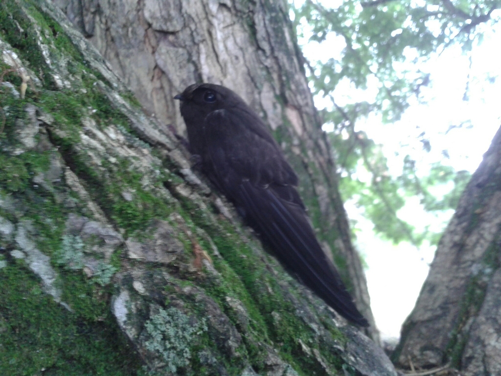 White-chinned Swift (Cypseloides cryptus) photo