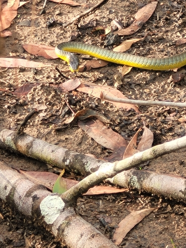 Common Tree Snake sighting