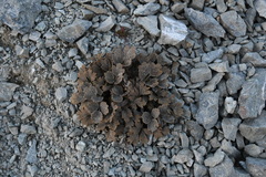 Ranunculus crithmifolius