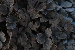 Ranunculus crithmifolius