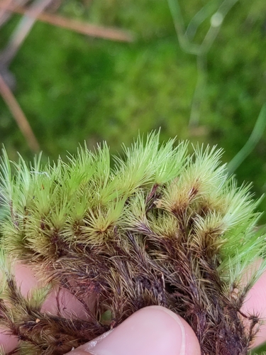 Campylopus arcuatus