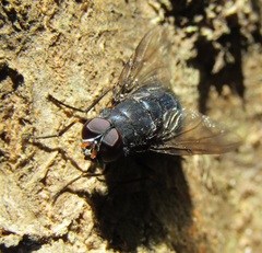 Calliphoroides antennatis