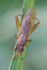 Sepedon spinipes
