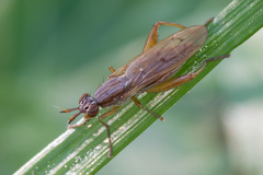 Sepedon spinipes