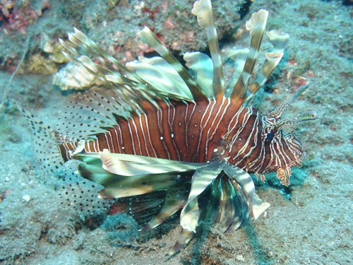 Lionfish