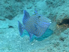 Pseudobalistes fuscus