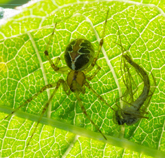 Theridion pictum
