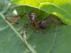 Theridion pictum