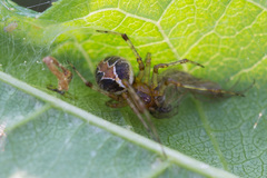 Theridion pictum