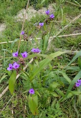 Tradescantia gigantea