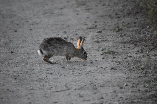iNaturalist observation photo of Desert Cottontail