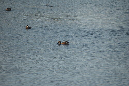 iNaturalist observation photo of Northern Shoveler