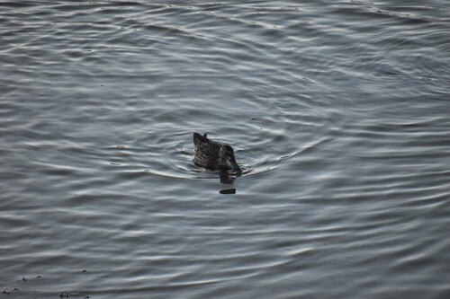 iNaturalist observation photo of Blue-winged Teal