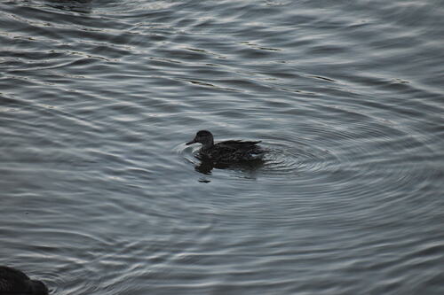 iNaturalist observation photo of Green-winged Teal