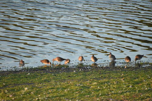 iNaturalist observation photo of Dowitchers