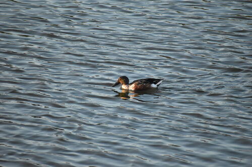 iNaturalist observation photo of Northern Shoveler
