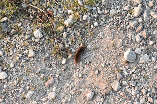 iNaturalist observation photo of Ermine Moths