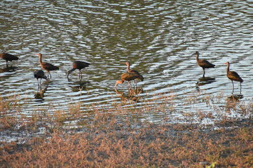iNaturalist observation photo of White-faced Ibis
