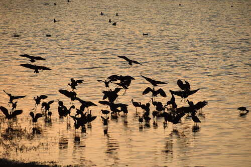 iNaturalist observation photo of White-faced Ibis