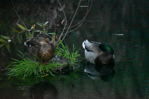 iNaturalist observation photo of Mallard