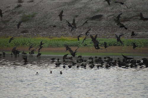 iNaturalist observation photo of White-faced Ibis