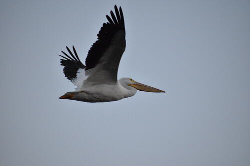 iNaturalist observation photo of American White Pelican