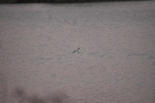 iNaturalist observation photo of Western Grebe