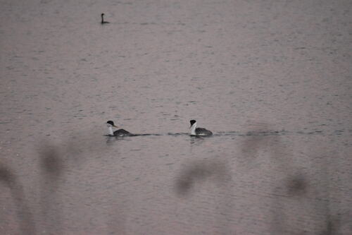 iNaturalist observation photo of Western Grebe