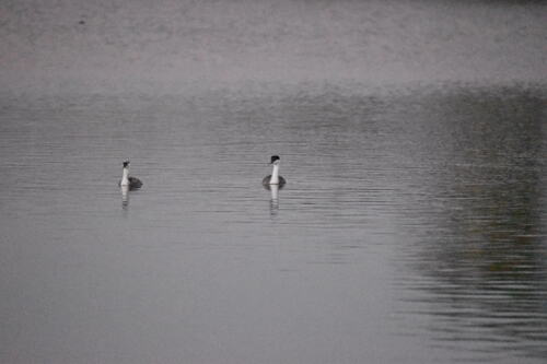 iNaturalist observation photo of Western Grebe