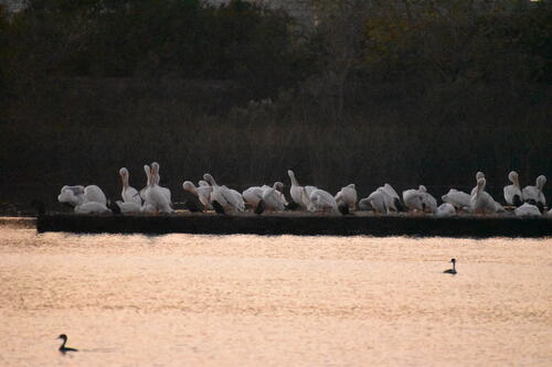 iNaturalist observation photo of American White Pelican