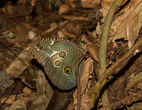 Dasyophthalma