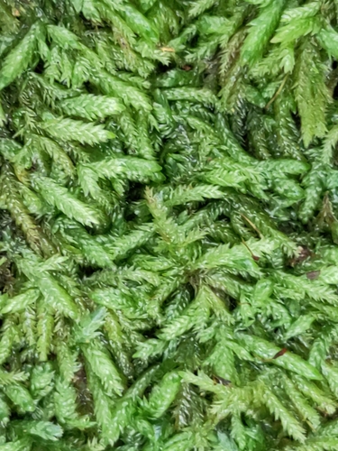 Entodon hampeanus