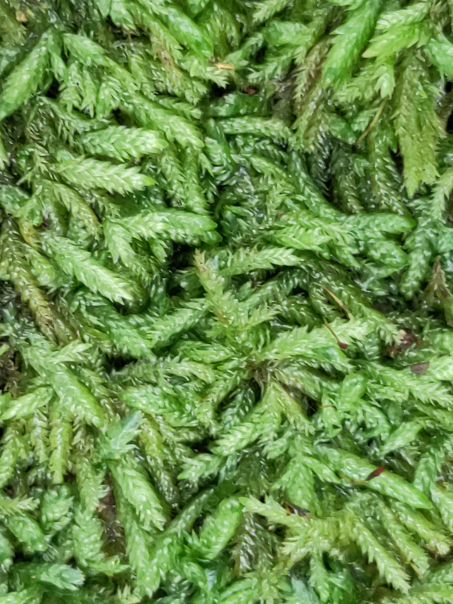 Entodon hampeanus