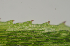 Polytrichum longisetum