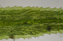 Polytrichum longisetum