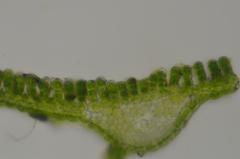 Polytrichum longisetum