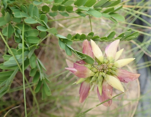 Rosarypea (Abrus precatorius)