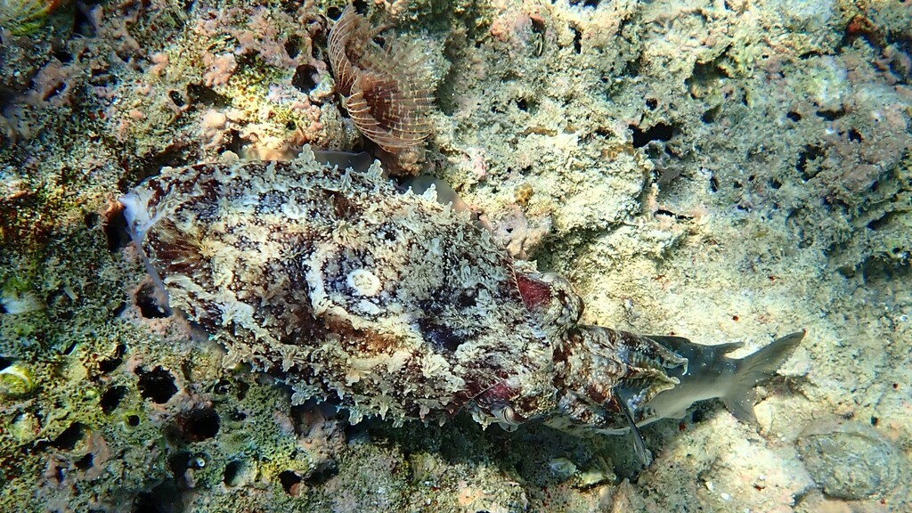 Pharaoh Cuttlefish