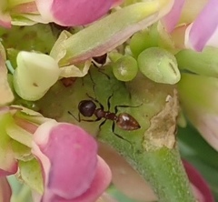Crematogaster castanea durbanensis