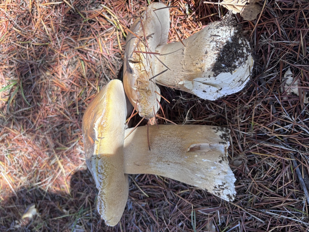 Boletus edulis grandedulis · October 2025 · photo: © reago (iNaturalist, cc-by)